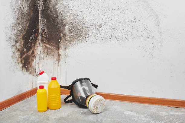 Best Mold Remediation  in Steelevle, IL