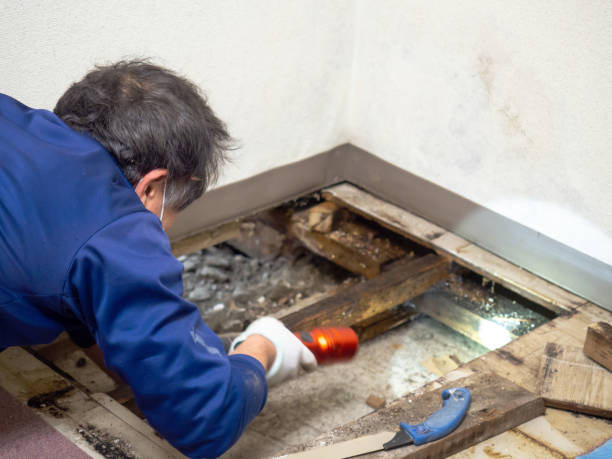 Office Mold Removal Services in Steeleville, IL