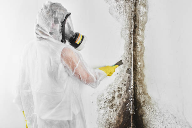 Best Mold Removal Company Near Me  in Steelevle, IL