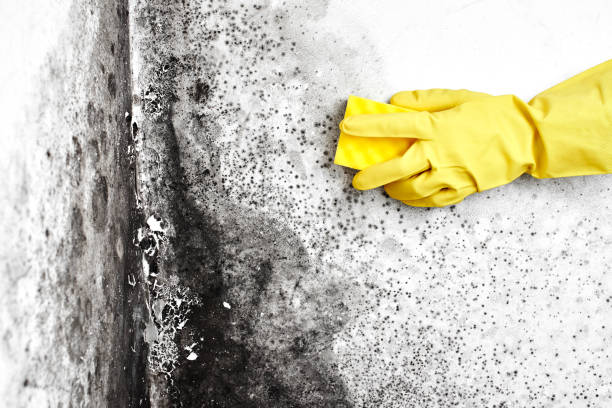 Best Best Mold Removal Companies  in Steelevle, IL
