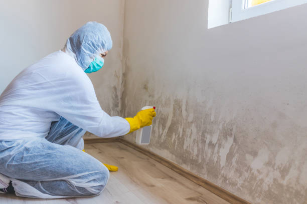 Best Mold Testing  in Steelevle, IL