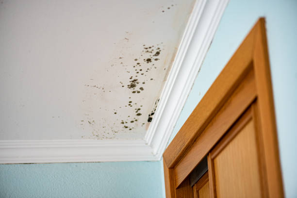 Best Emergency Mold Removal  in Steelevle, IL