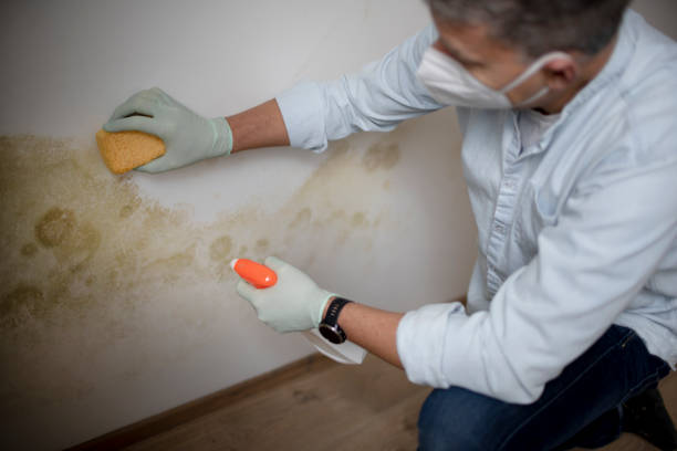 Best Home Mold Removal  in Steelevle, IL