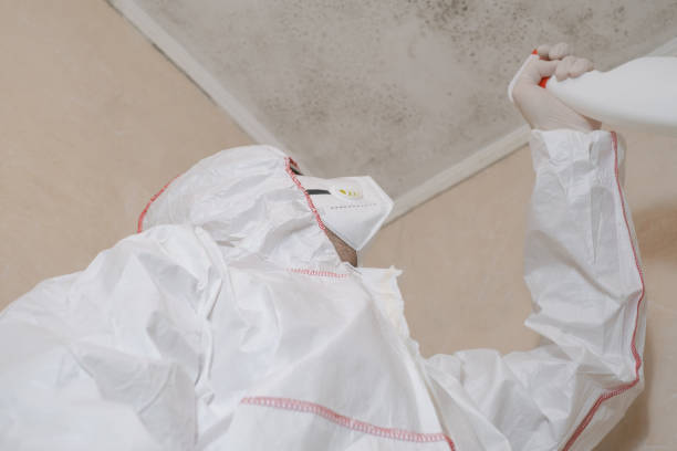 Best Certified Mold Removal  in Steelevle, IL