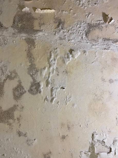 Best Black Mold Removal  in Steelevle, IL