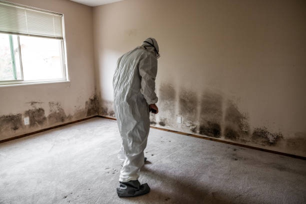 Best Residential Mold Removal  in Steelevle, IL