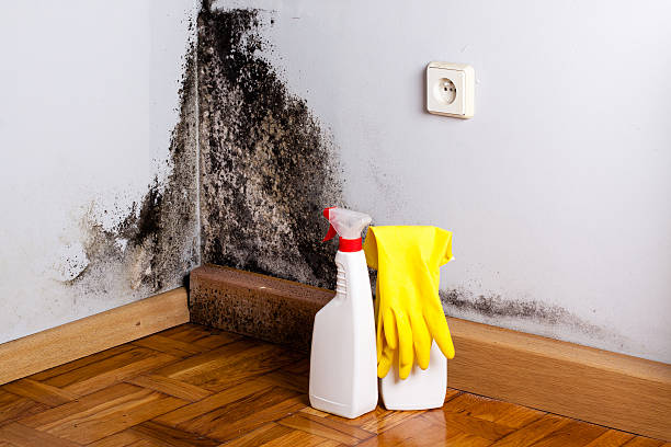 Best Mold Removal Near Me  in Steelevle, IL