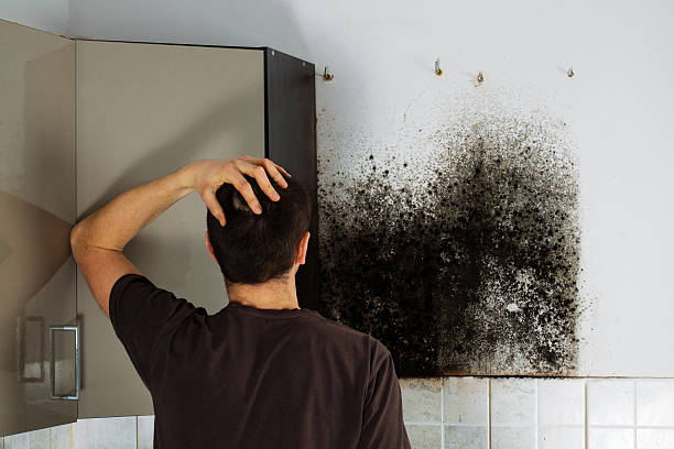 Best Professional Mold Removal  in Steelevle, IL