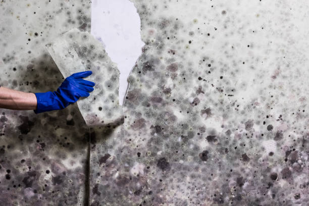 Best Affordable Mold Removal  in Steelevle, IL