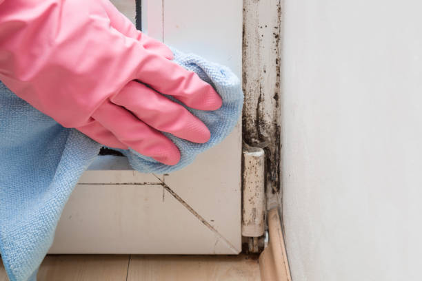 Best Local Mold Removal Service  in Steelevle, IL